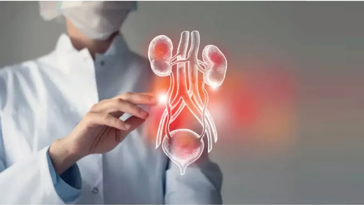A clinician's gloved hand beside a projected illustration of the urinary tract