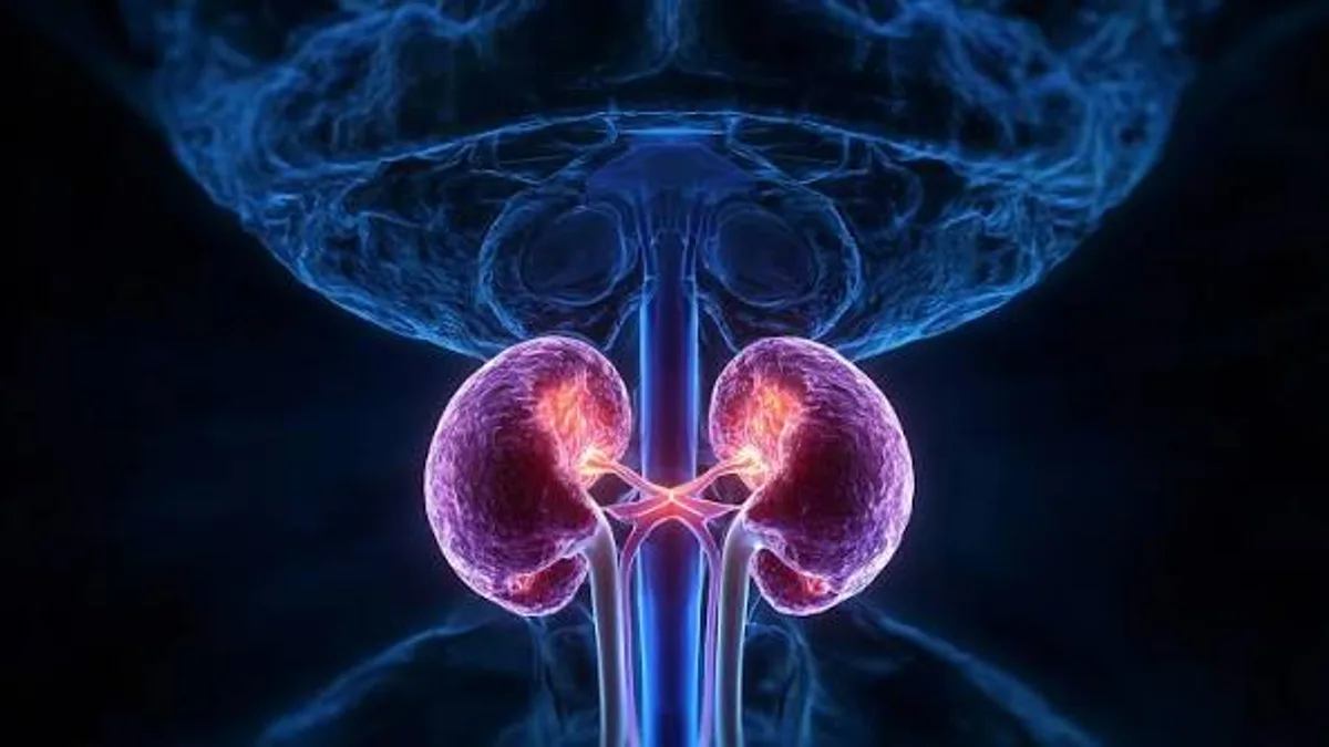 Three-dimensional render of the kidneys and urinary tract glowing against a dark background