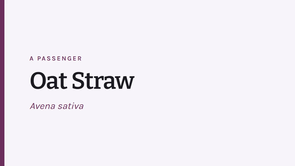 Card reading Oat Straw, Avena sativa, a passenger