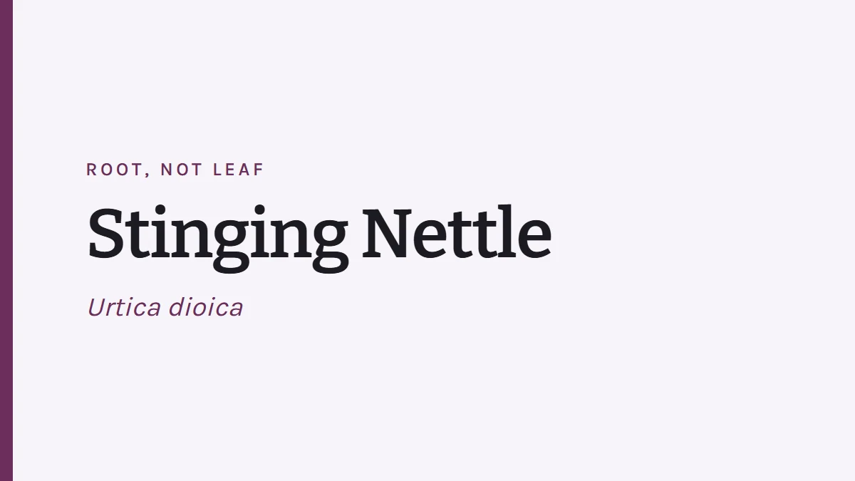 Card reading Stinging Nettle, Urtica dioica, root not leaf